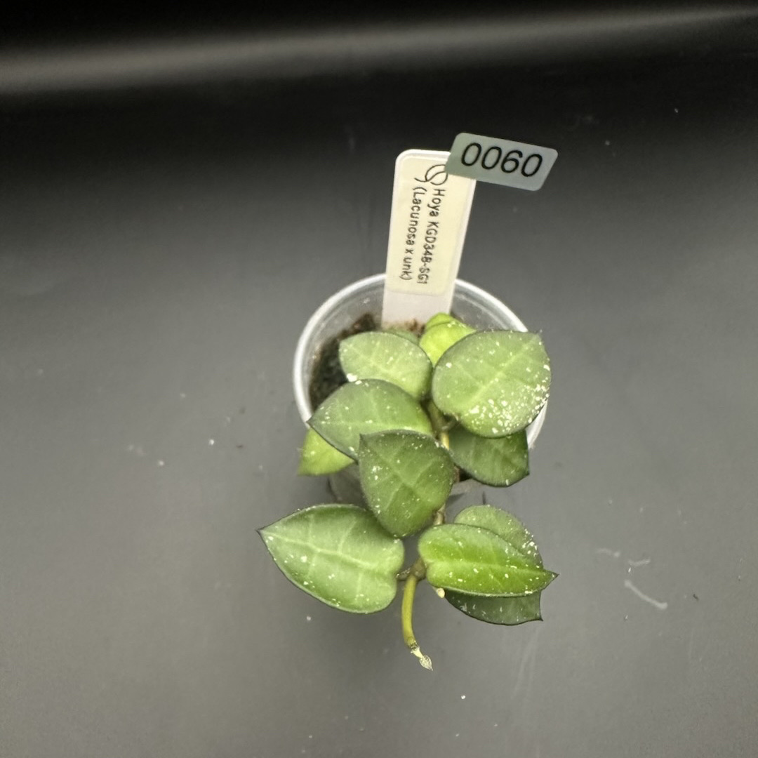 Overgrown Oasis · #378 H. WRX15-04 (rigida (seed) x blashernaezii