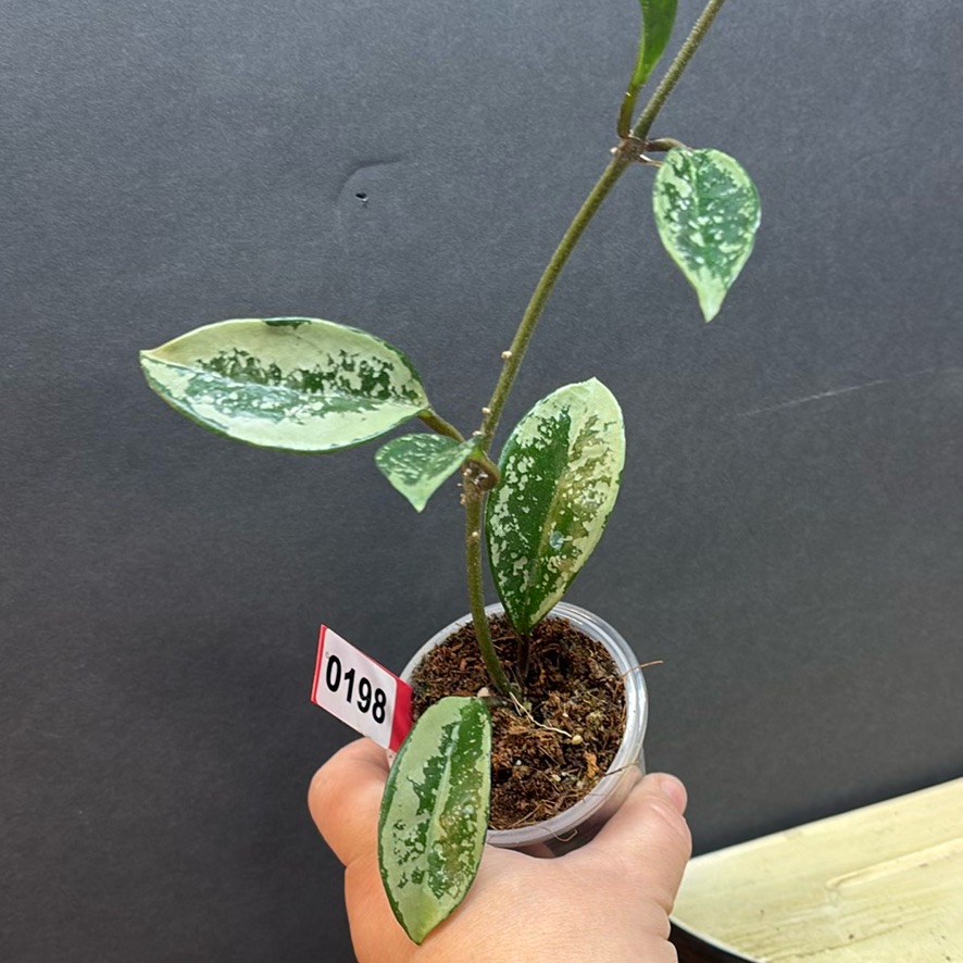 AOS/Forgetti X Red Crystal Purple