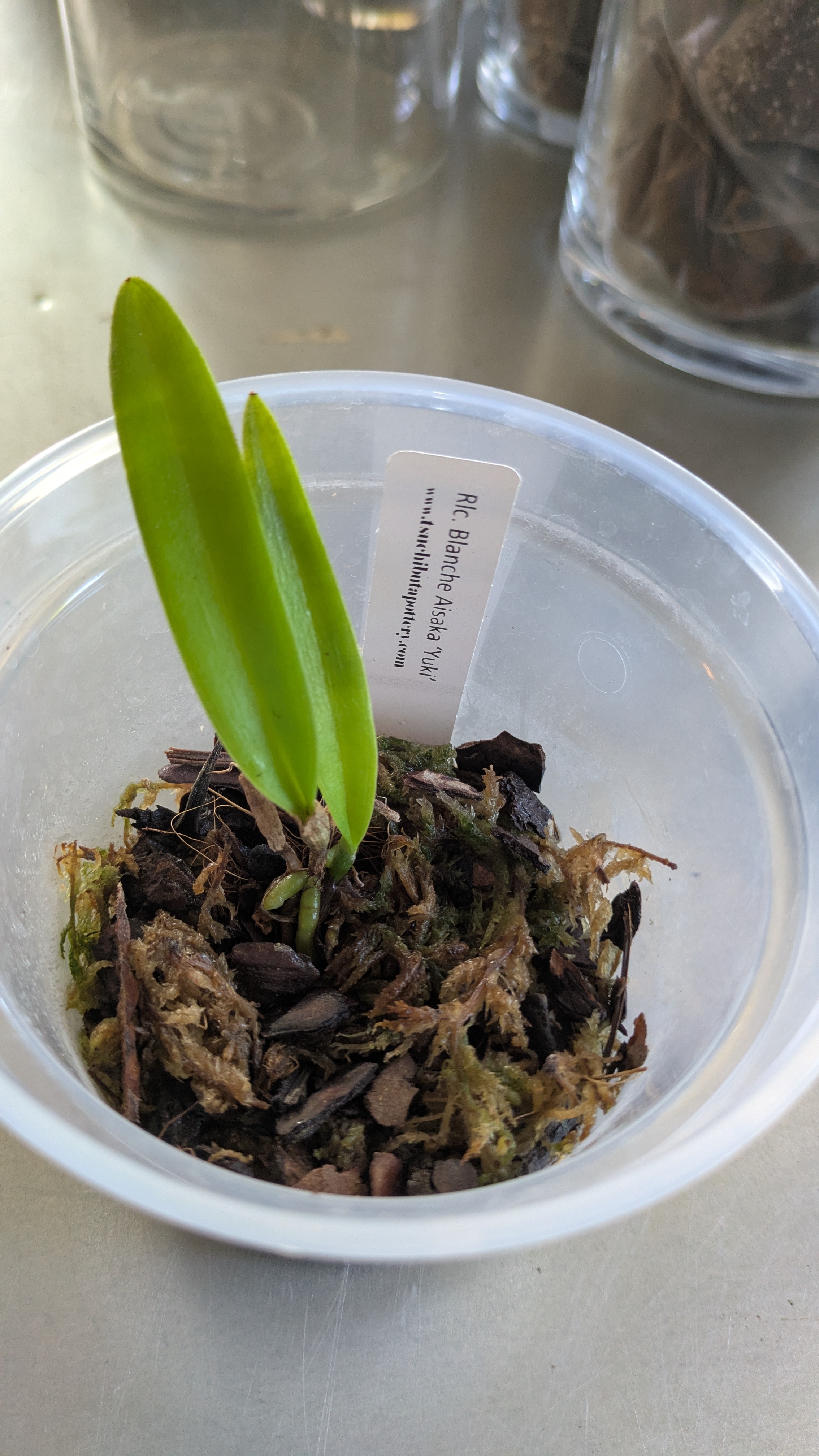 て様　 ACKAアイボリー Orchid Blanche Aisaka 'Yuki' 2nd year Plug