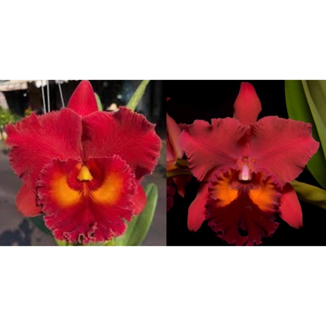 Rlc. Siam Red x Carolina Splendor 'Krull's Ruby' AM/AOS - 2.5” Pot