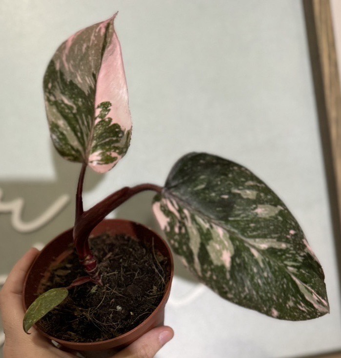 pink princess pothos Philodendron Pink Princess w/ Totem | Special Rare Indoor Plant main image 0
