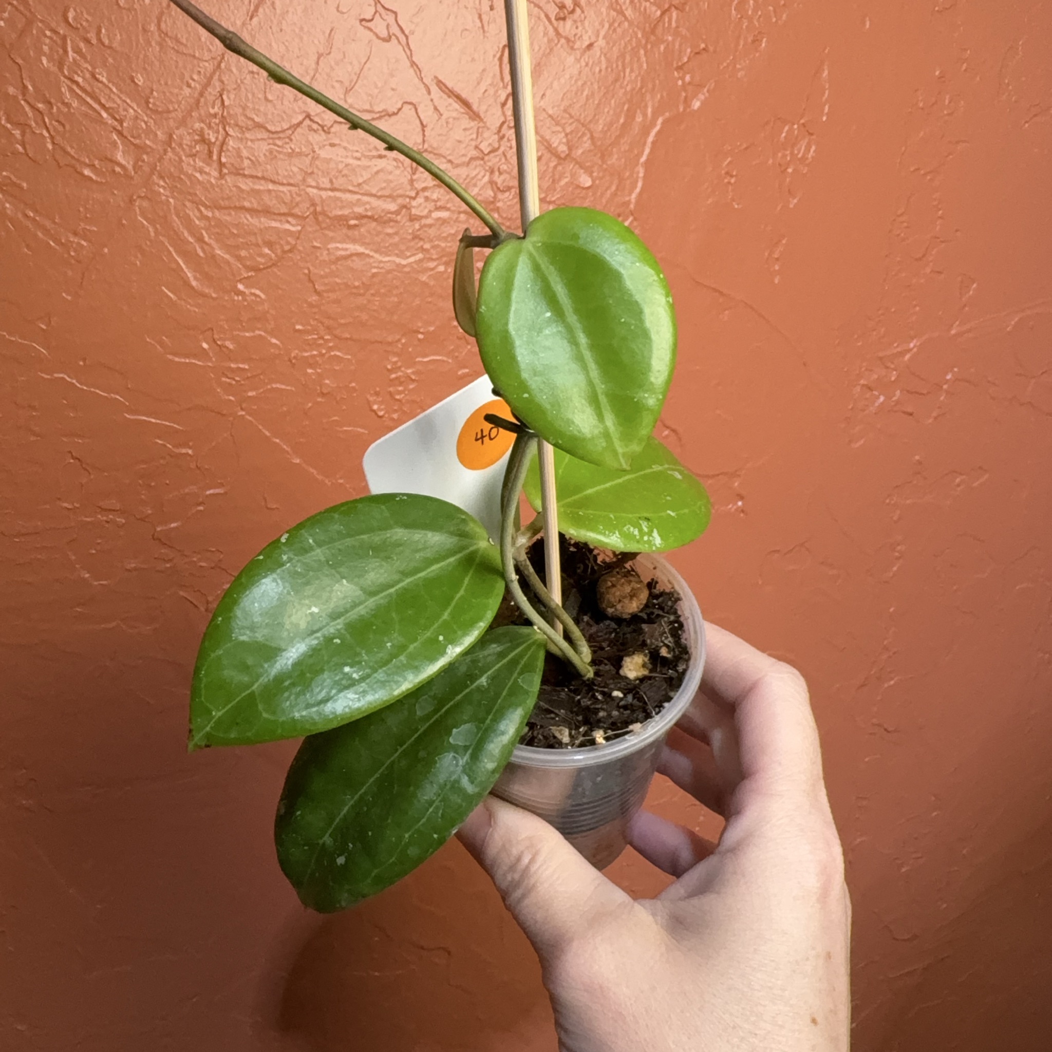 Overgrown Oasis · 40 Hoya aldrichii x unk