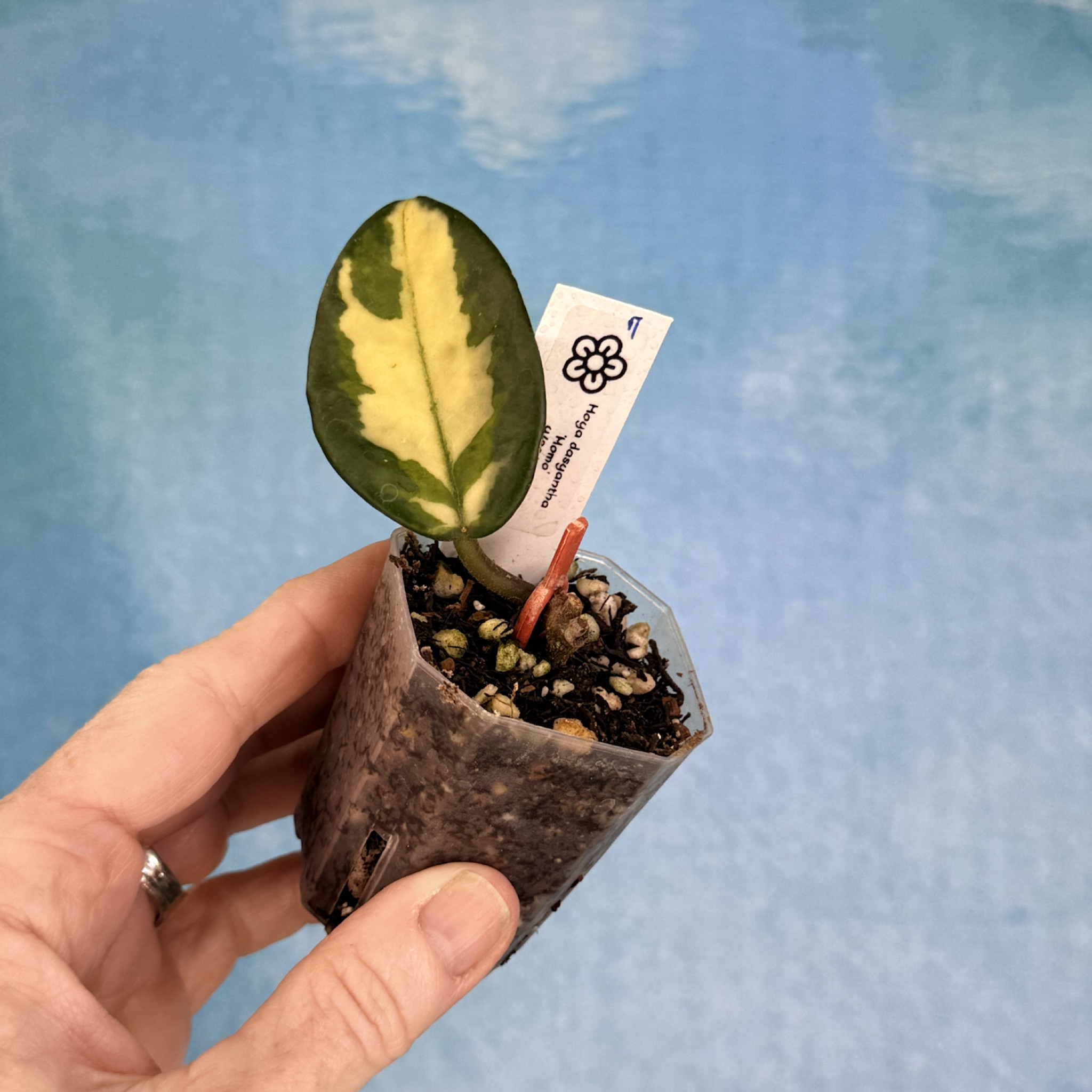 専用ですm(__)m ３点　　HOYA Overgrown Oasis · 7 Hoya AH 'Momo' (dasyantha variegated)