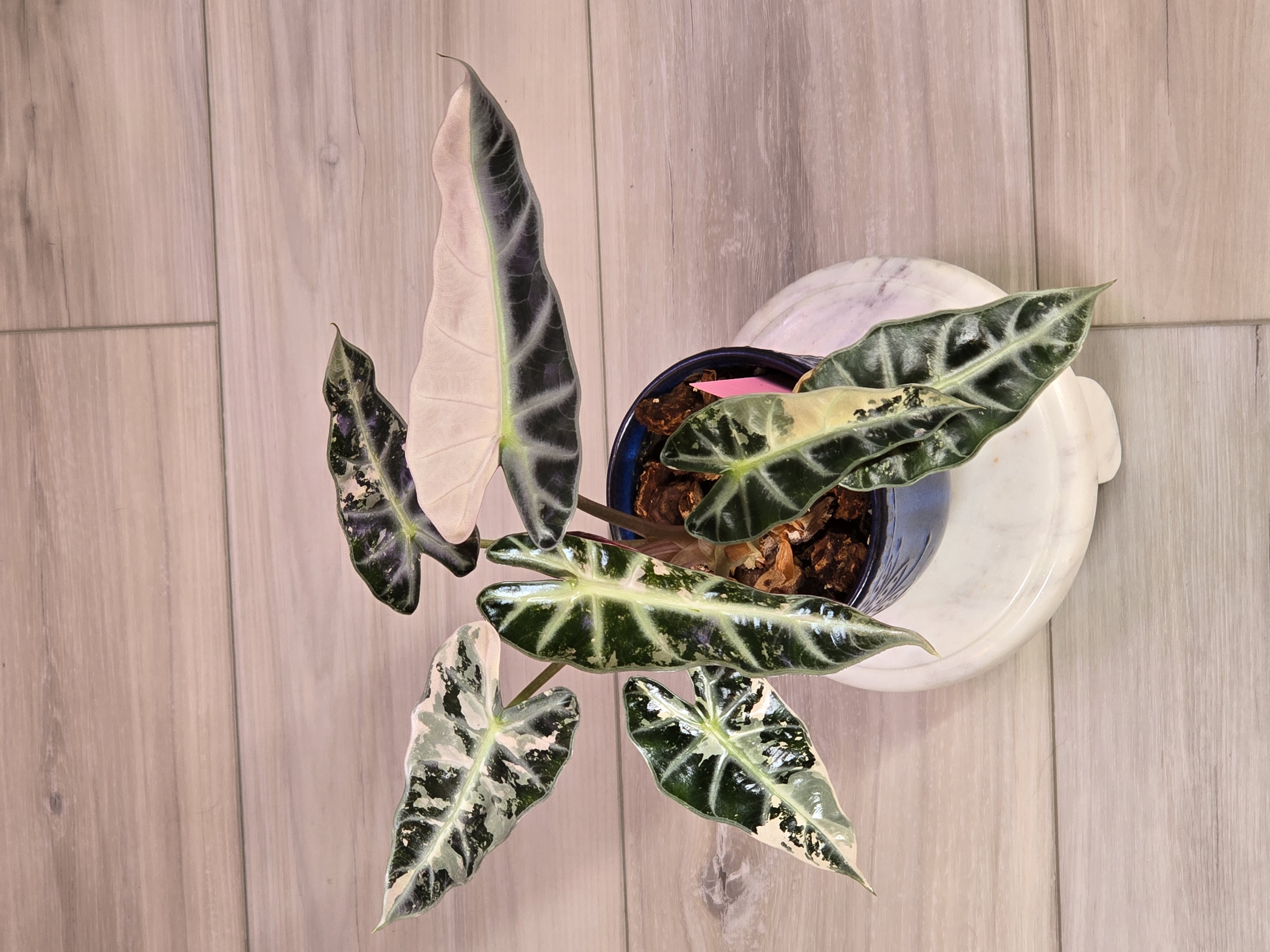 Anthurium Blue Velvet X Black Widow Michelle