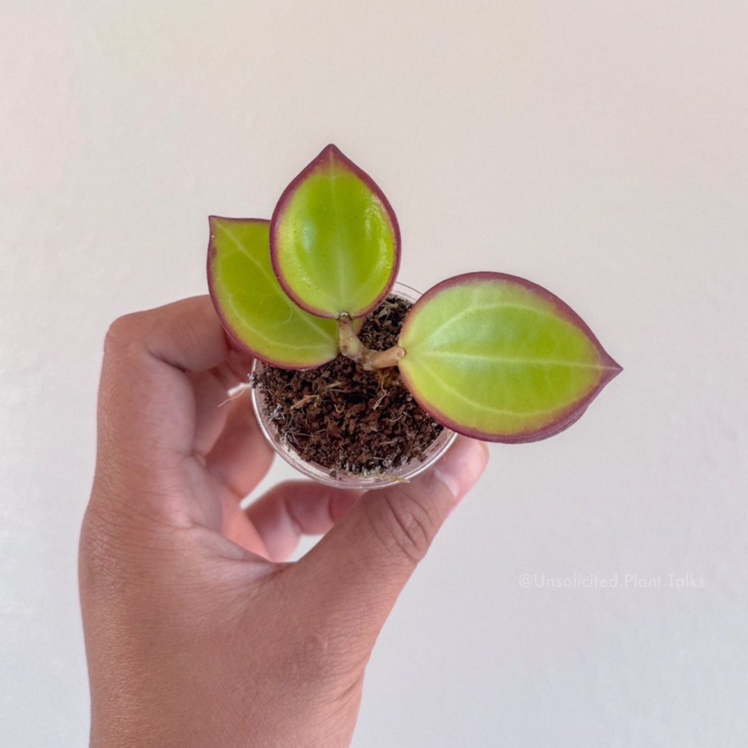 Hoya 'Karisma' (RTD1034A-UPT)