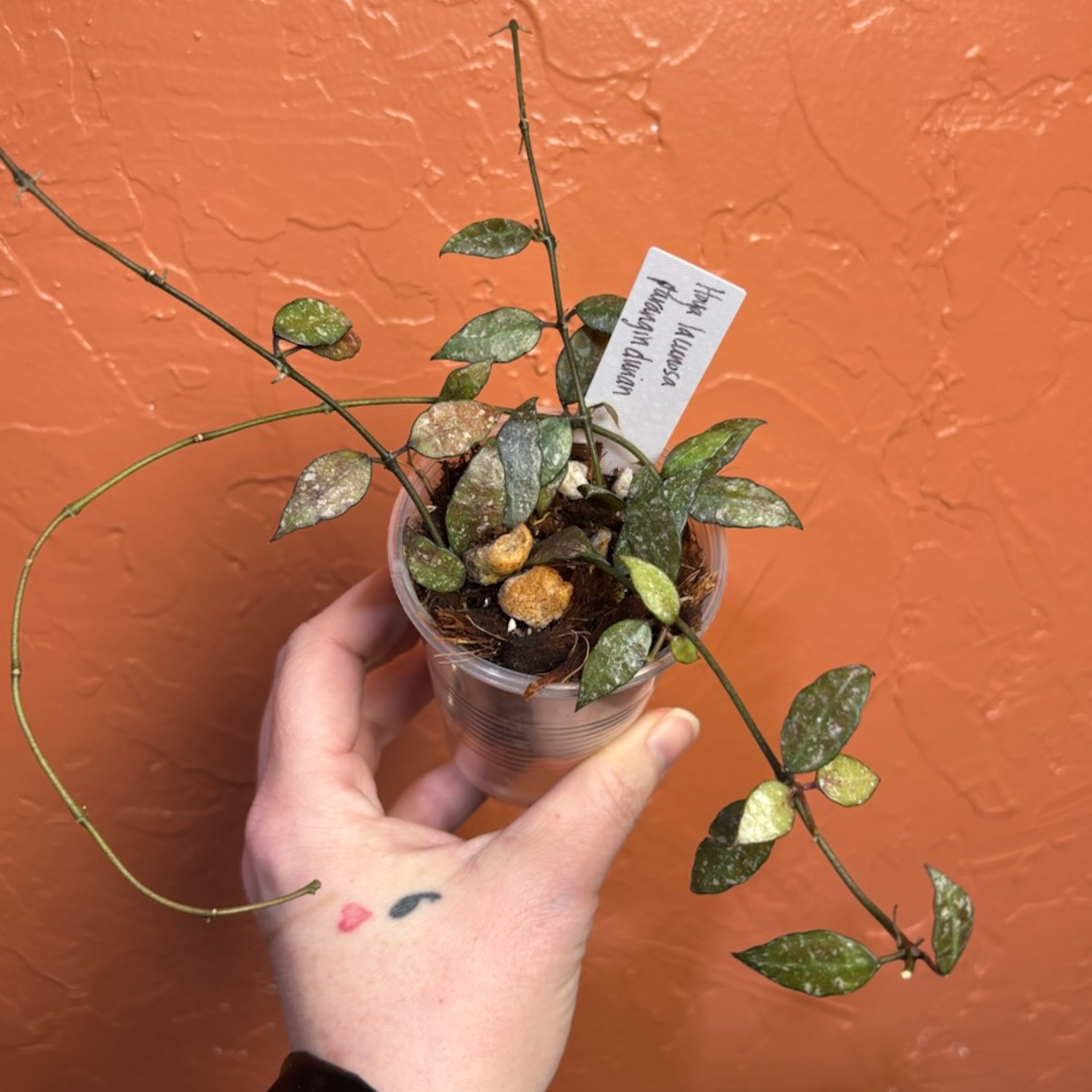 ONEUS シオン ポラ ONEUS シオン ポラ 【公式通販】