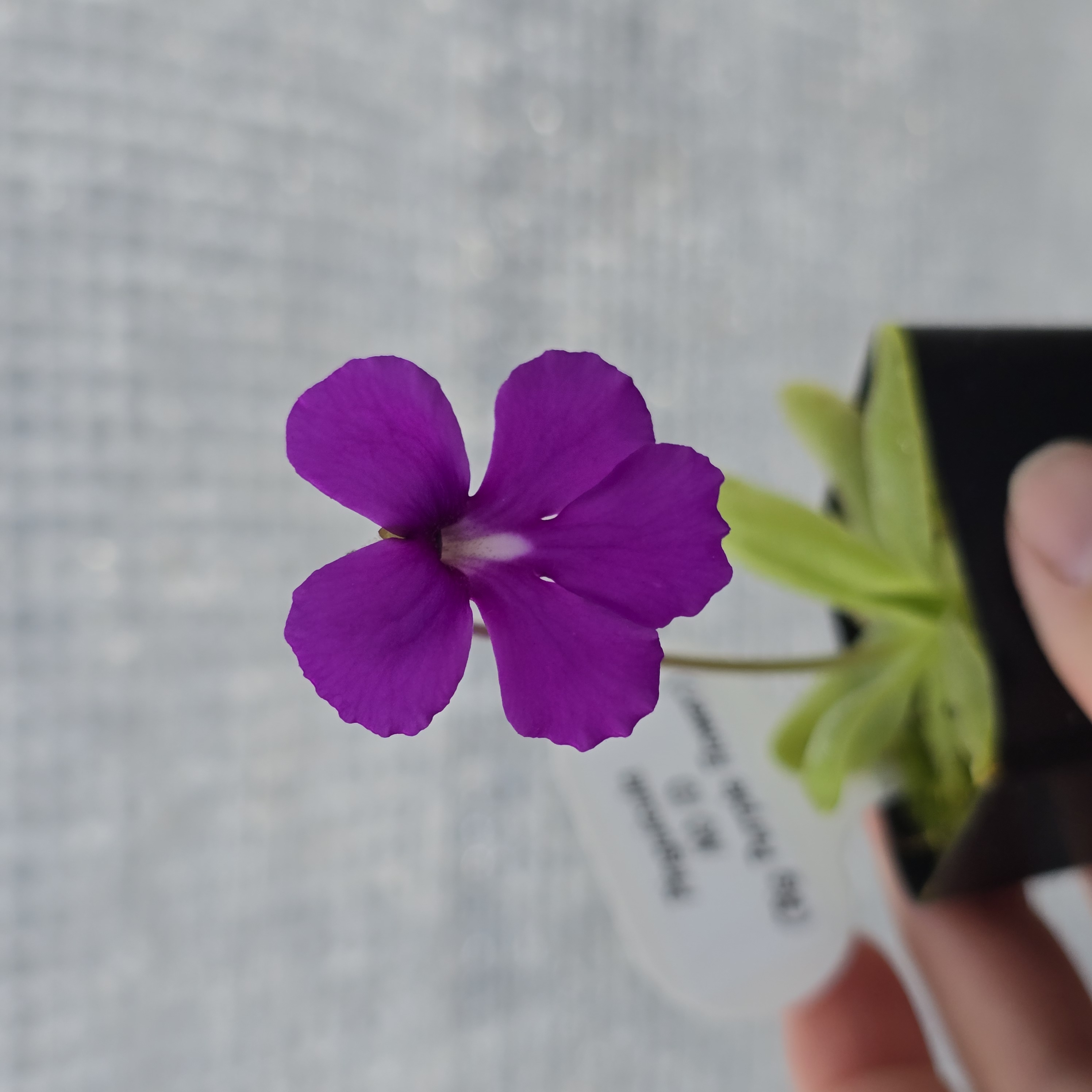 Pinguicula NO ID (Big Purple Flower)