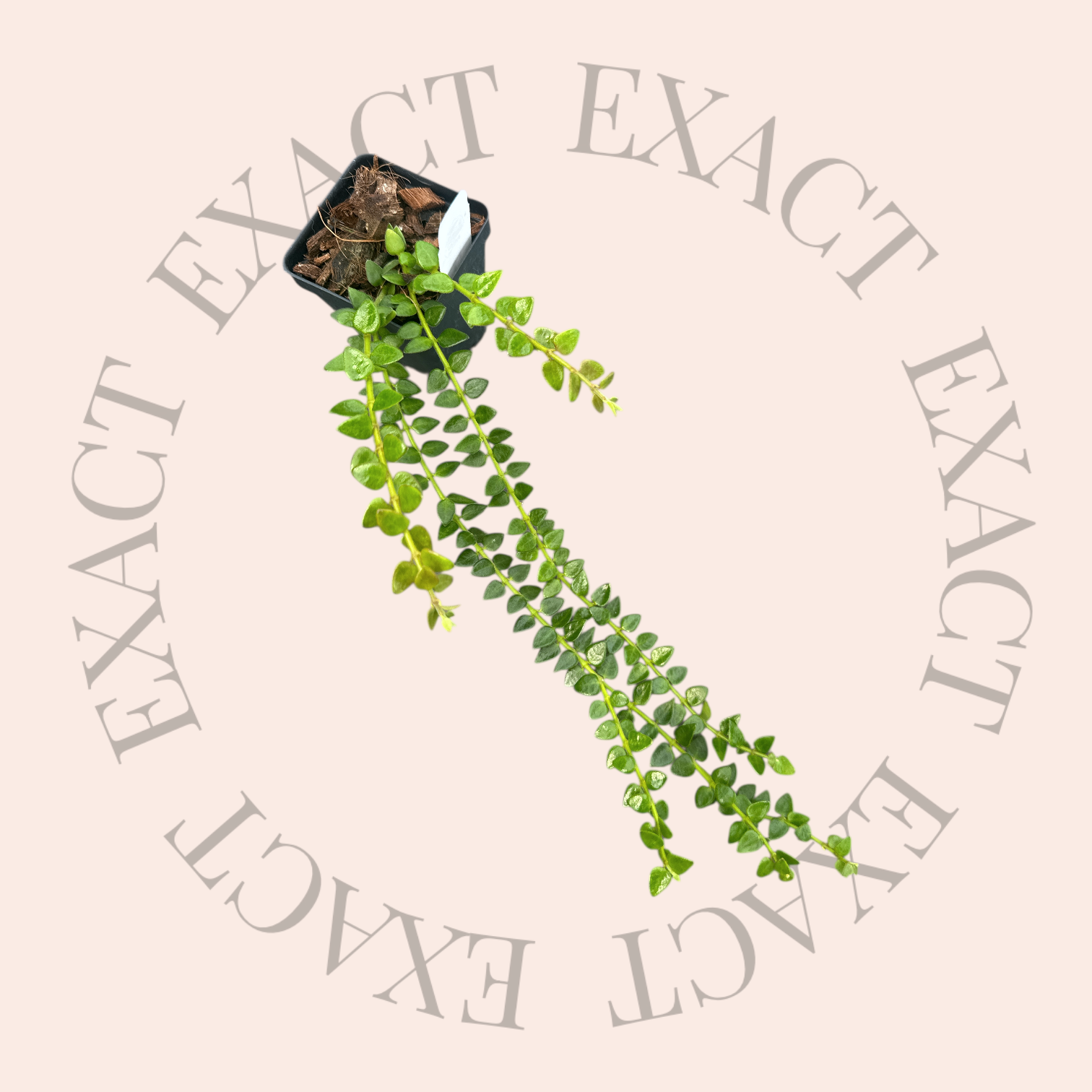 pocha　タチカズラ PACHIRA AQUATICA potted plant, Guinea chestnut, 4