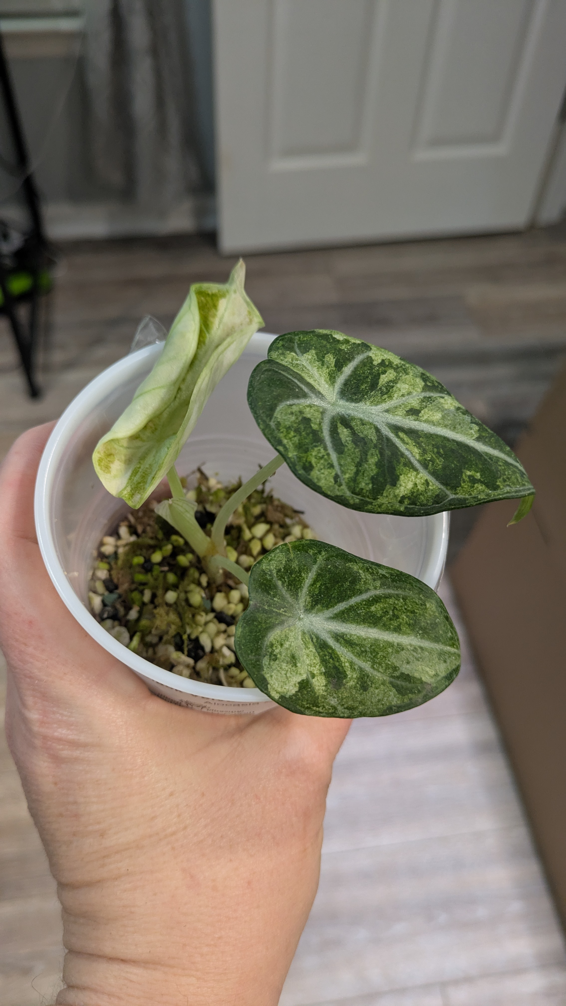 Ninja Splash Variegated Alocasia