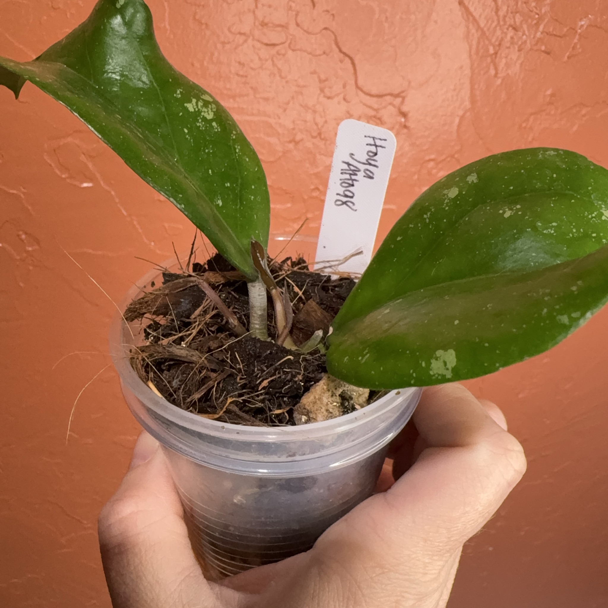 Hoya sp Kalimantan mini coin
