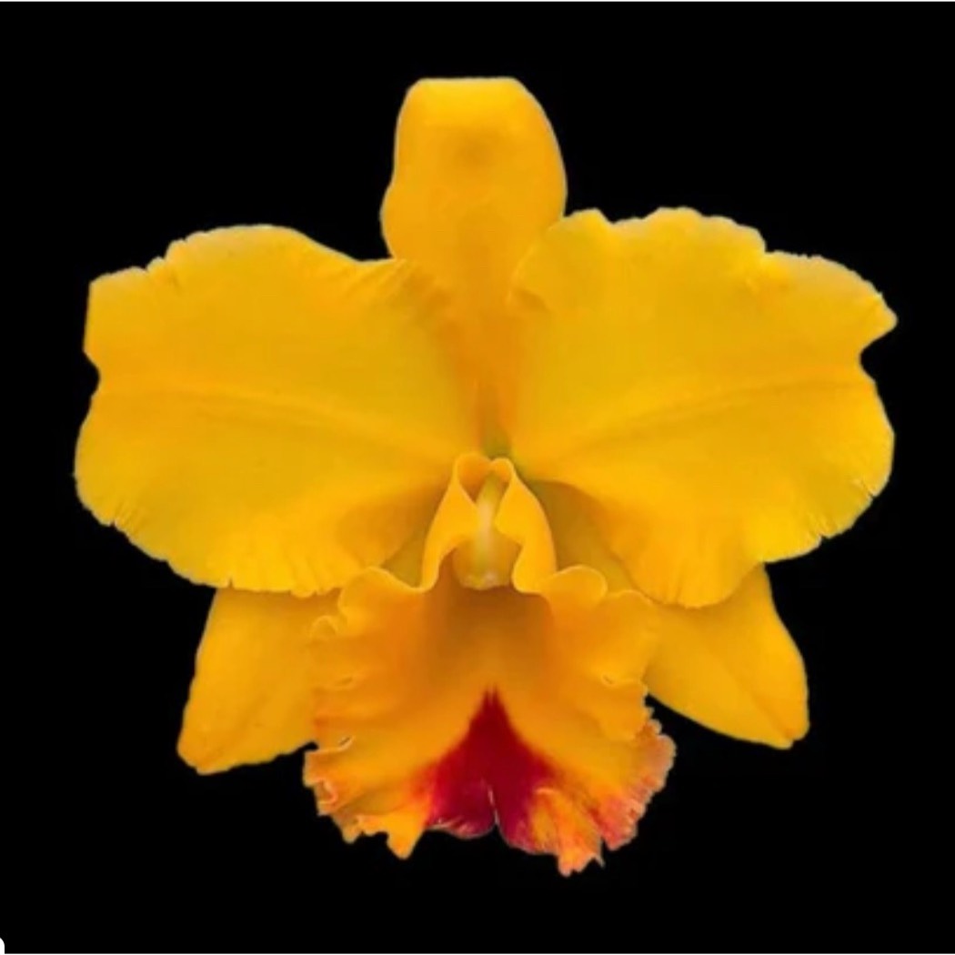 Rlc. Yasuji Takasaki 'Hawaii' - 2.5” Pot