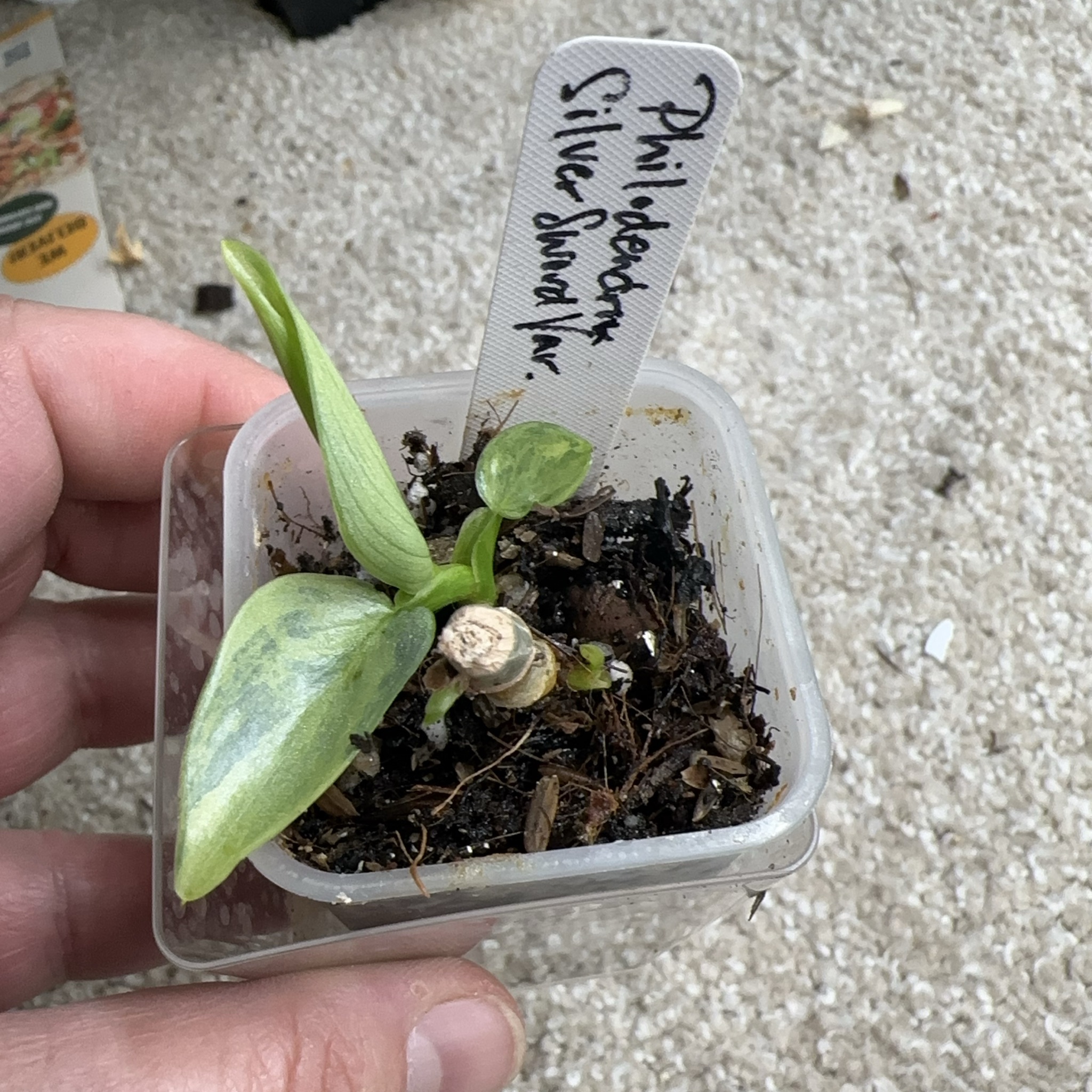 Philodendron 'Silver Sword'