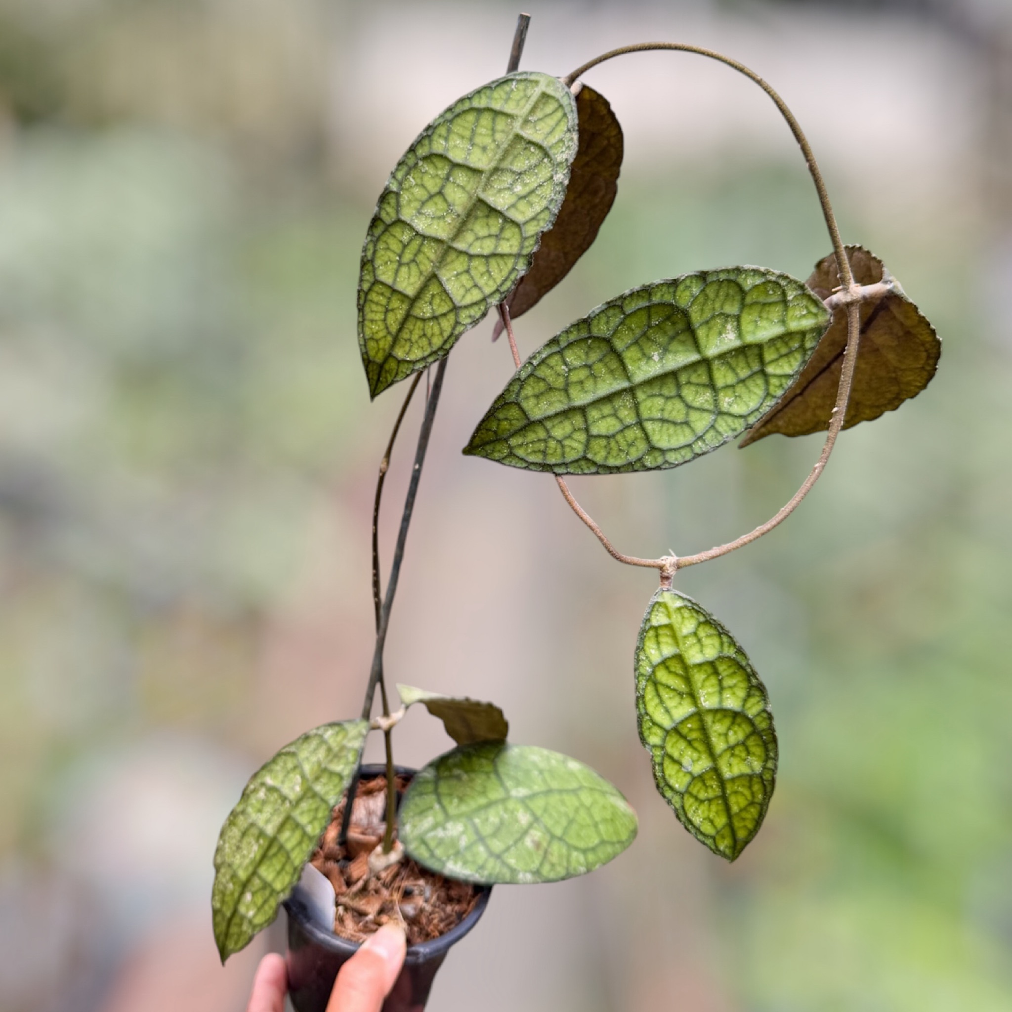 Overgrown Oasis · 295 Lacunosa Black inferno