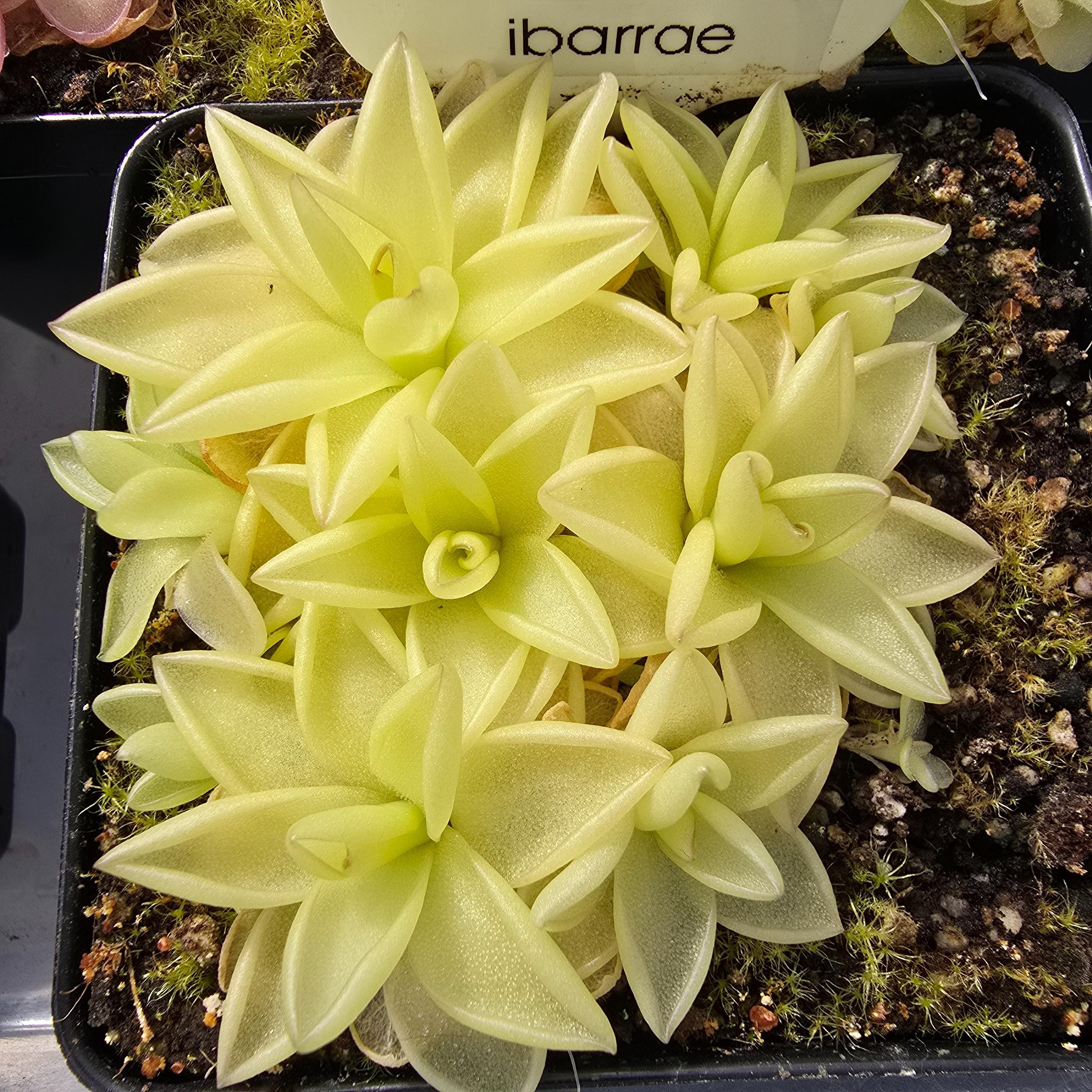Pinguicula 'Ibarrae X Guatemala' main image 1