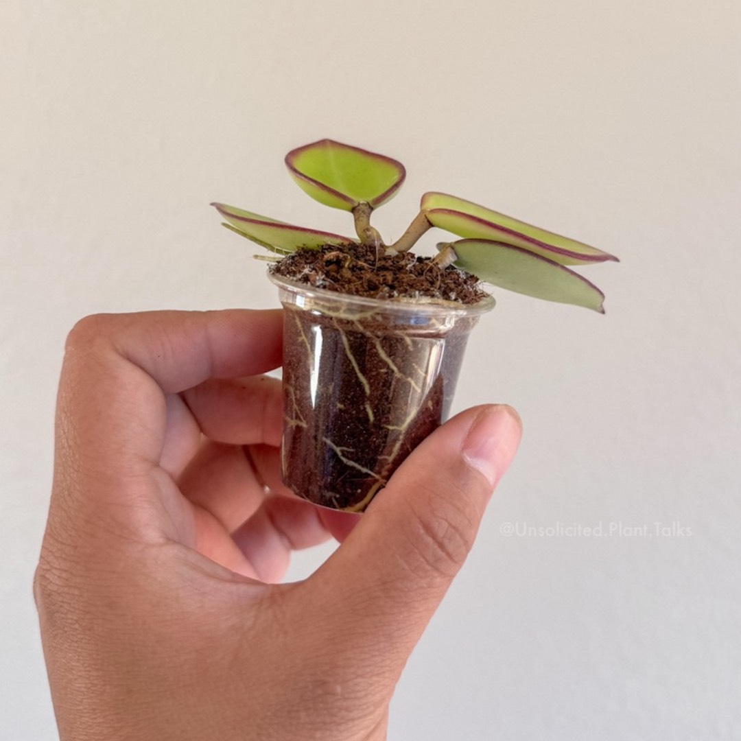 Hoya 'Karisma' (RTD1034A-UPT)