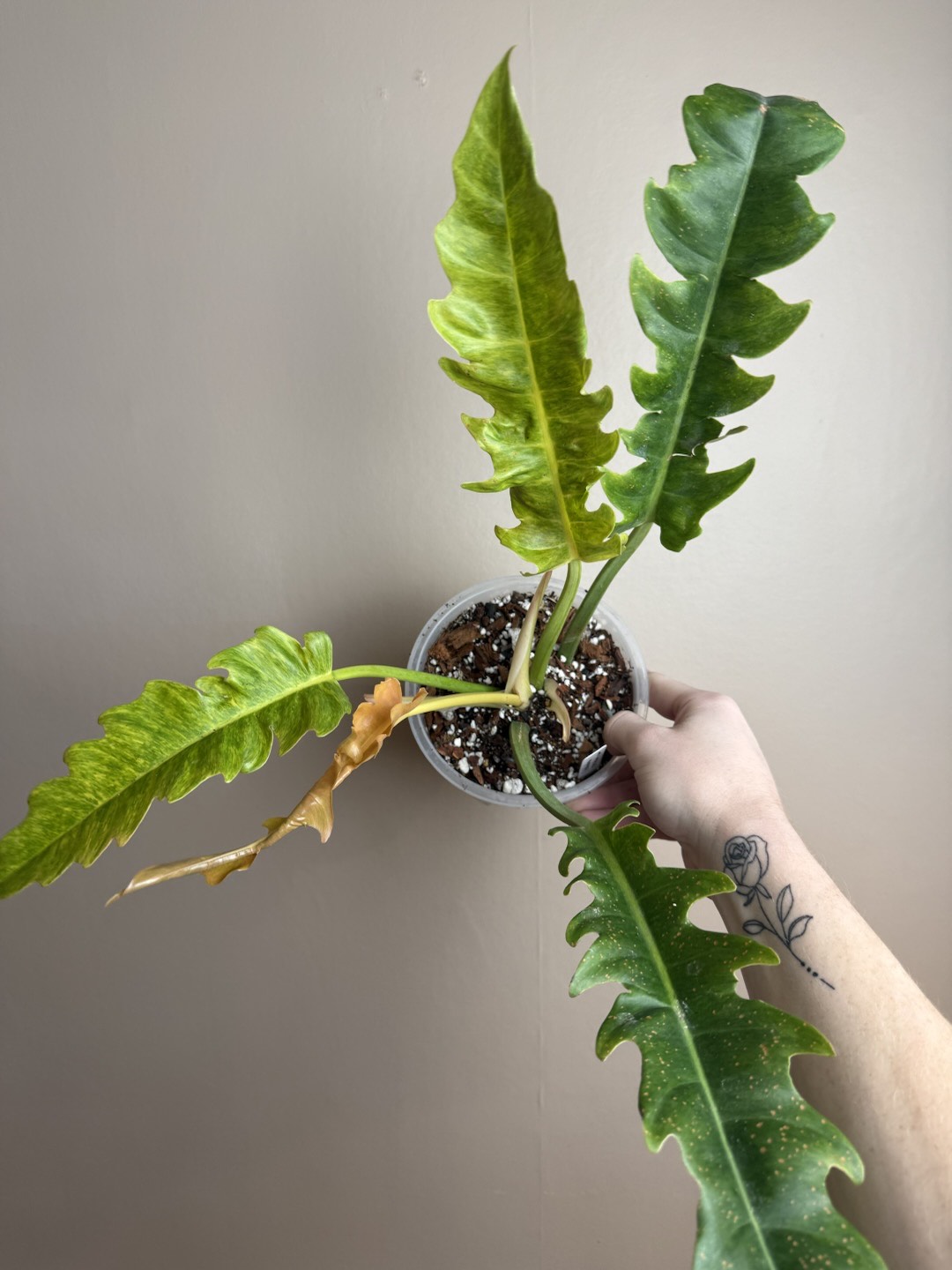 Overgrown Oasis  Variegated philodendron serratum (aurea)