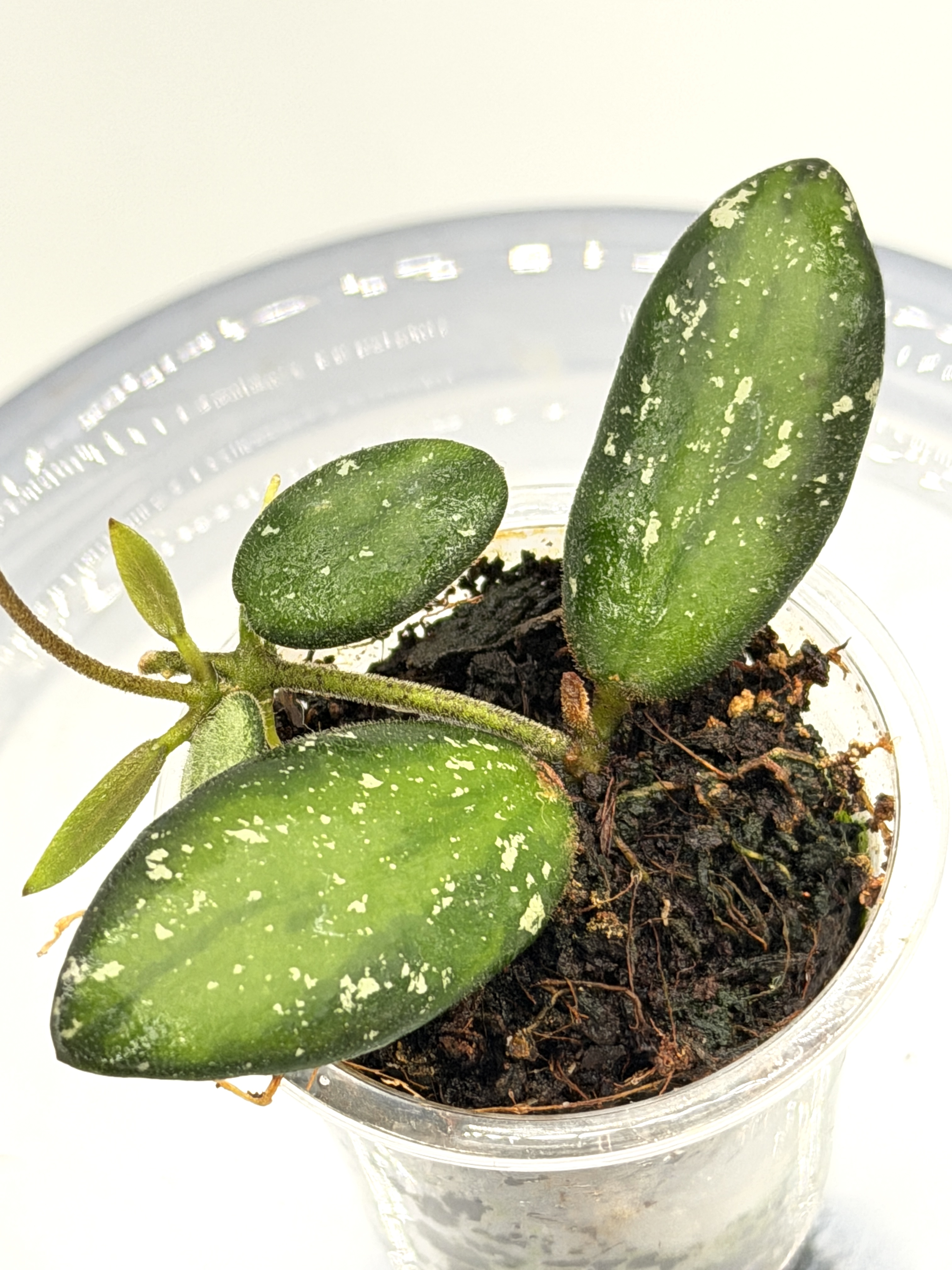 Hoya sp Kalimantan mini coin