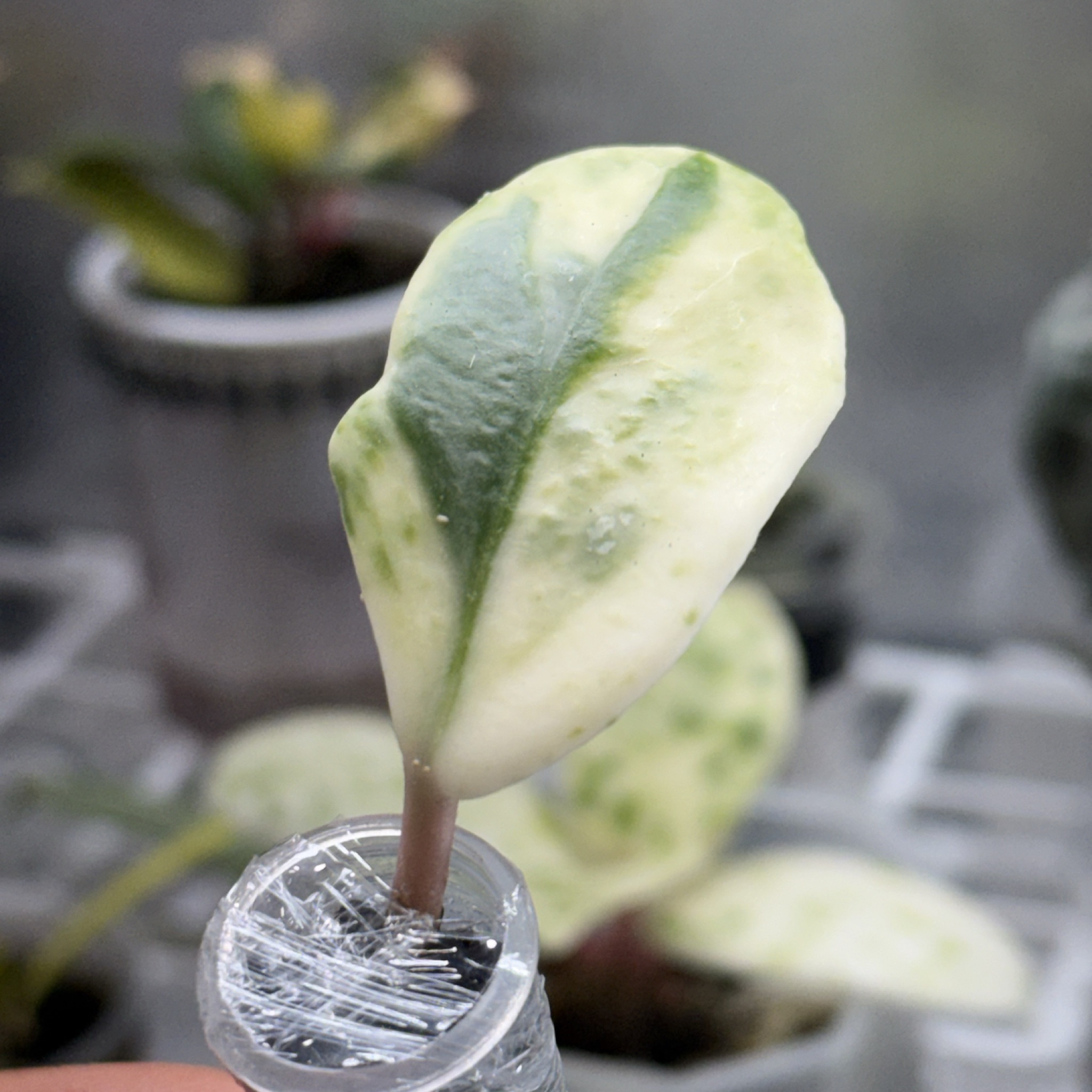 Hoya Madara Snow Angel | Kunzo Japan Lineage | Rooting in Fluval