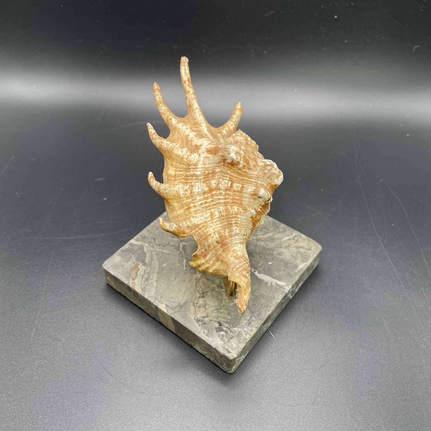 Coquillage Lambis, Socle en Marbre | Sea Shell Lambis, Marble Base