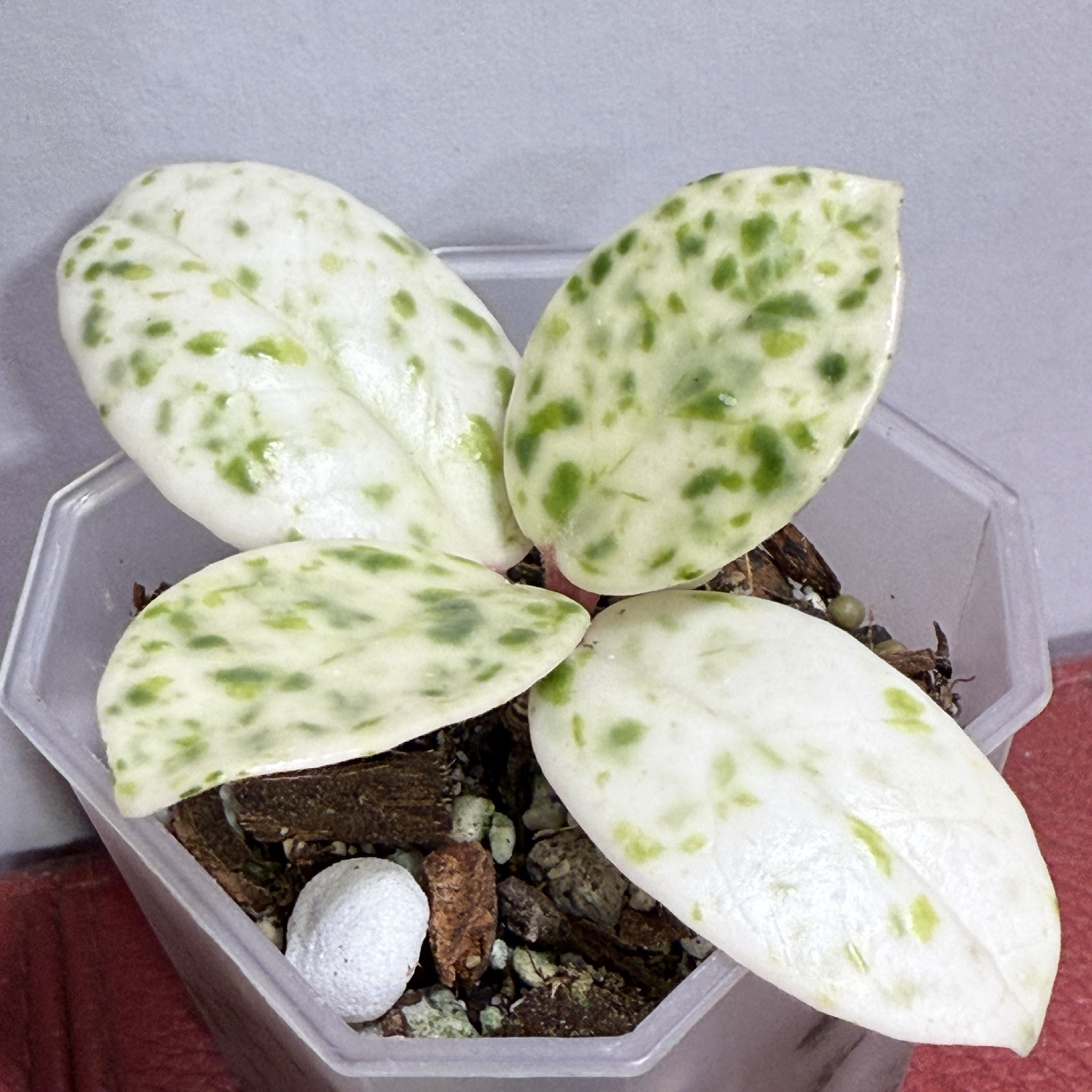 UNICORN Hoya Madara 'Snow Angel' | From Kunzo, Japan | Variegated