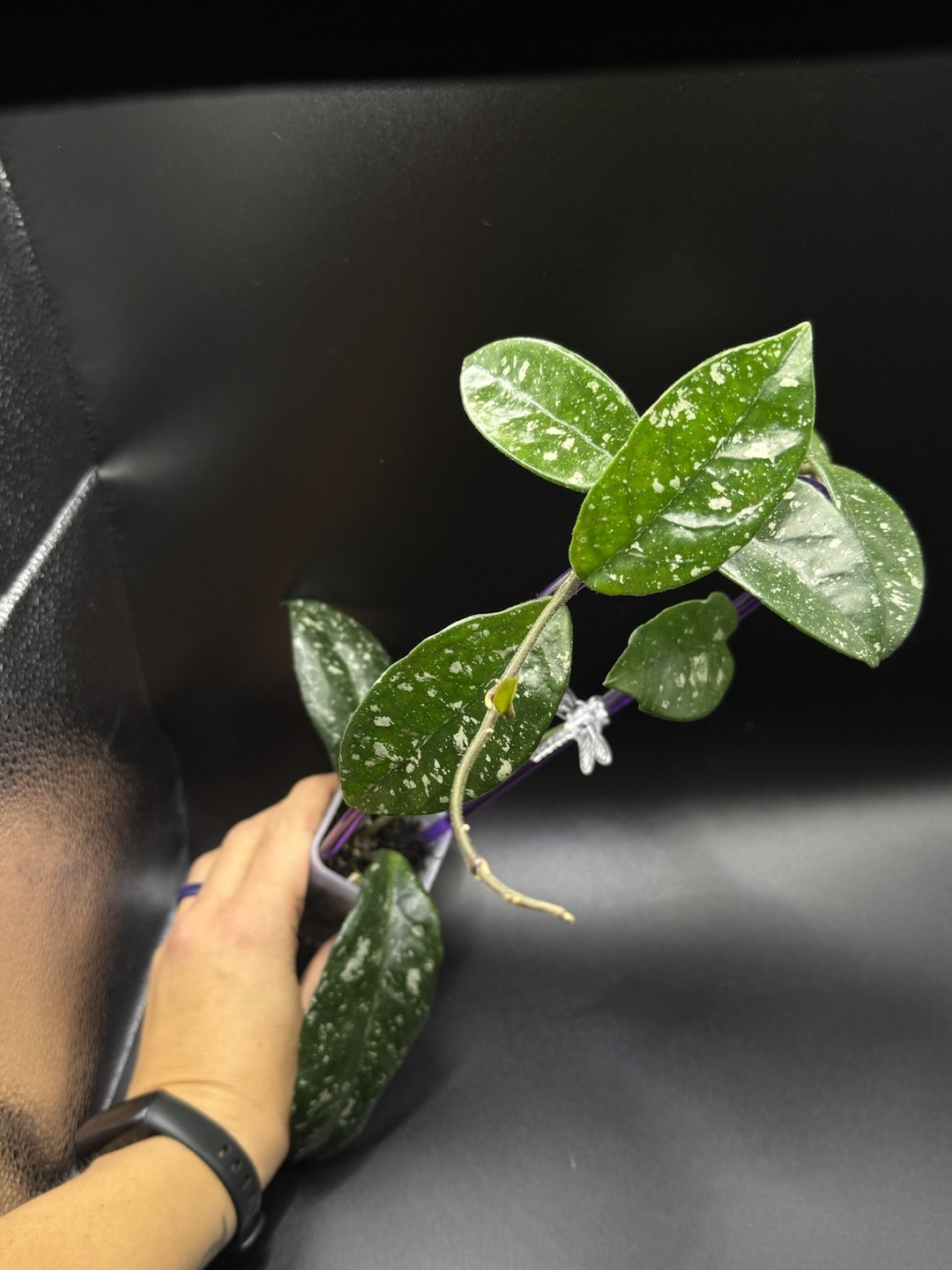 ごろ様 HOYA 2点 250624 ごろ様 HOYA 2点 250624 ごろ様 HOYA 2点 250624